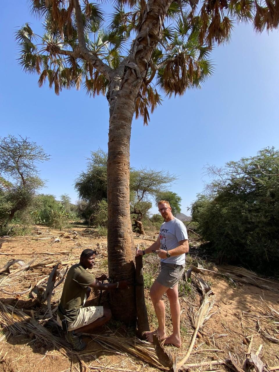 Wickliffe Odera and Vim Vorster fitting a concealed pole camera to a doum palm trunk, Kenya
