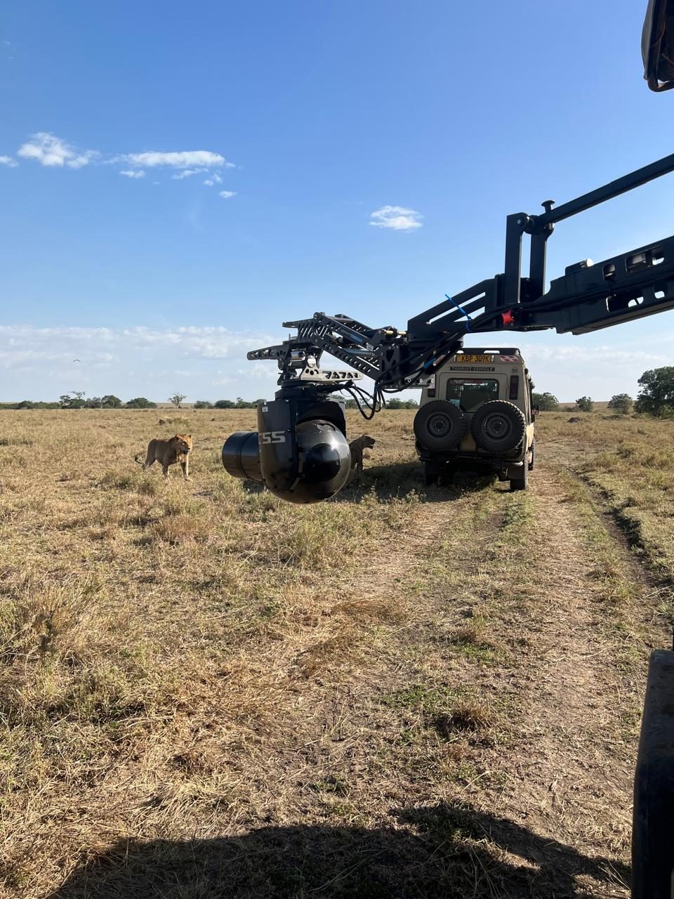 GSS gimbal on the jib arm of a natural history tracking vehicle with two lions walking past, Maasai Mara