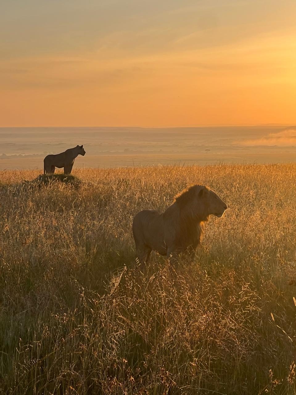 A lion and lioness in golden grass at sunrise in the Maasai Mara, Kenya